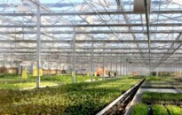 玻璃連棟溫室 玻璃連棟溫室