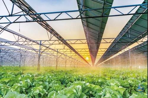 玻璃連棟溫室 玻璃連棟溫室