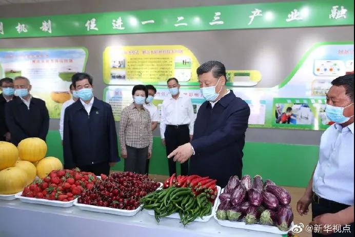 玻璃連棟溫室 玻璃連棟溫室