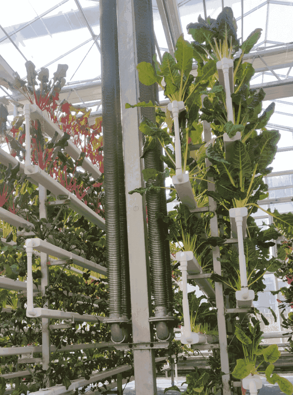 玻璃連棟溫室 玻璃連棟溫室