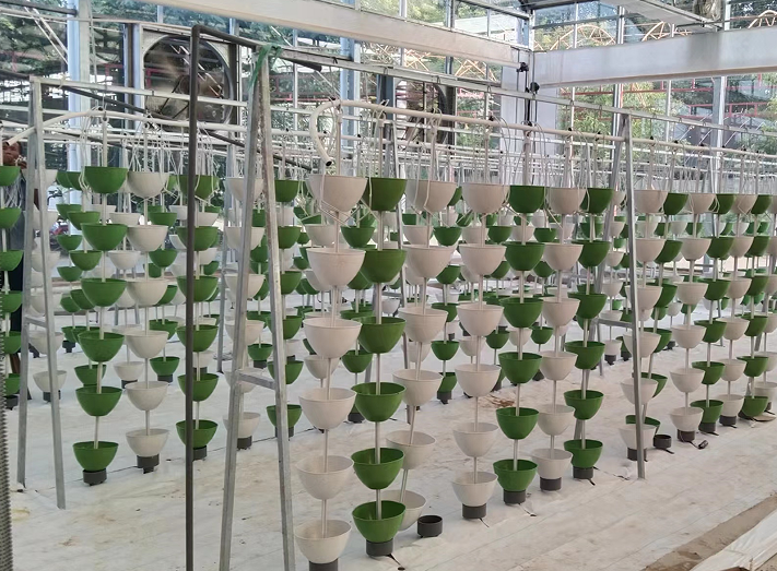 玻璃連棟溫室 玻璃連棟溫室