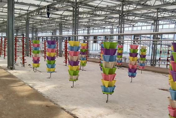 玻璃連棟溫室 玻璃連棟溫室