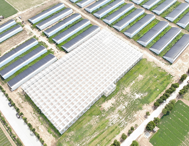 玻璃連棟溫室 玻璃連棟溫室