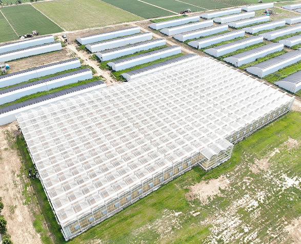 玻璃連棟溫室 玻璃連棟溫室