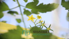 推進(jìn)中國(guó)式設(shè)施農(nóng)業(yè)現(xiàn)代化